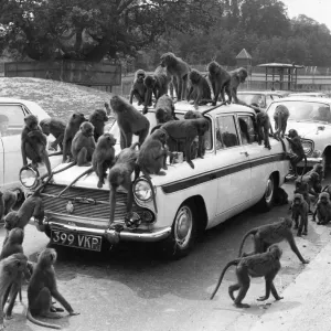 Images Dated 1970 October: 28 Oct 1970