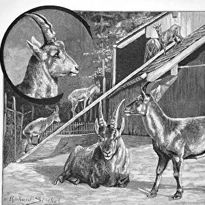 Ibex, Ibexes in the Zurich Game Park, Switzerland, Historical, digital reproduction of an original from the 19th century
