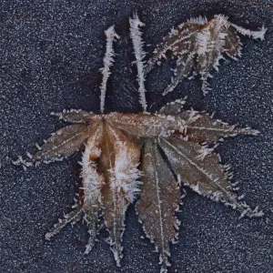 Ice Crystals in Nature Close up Ice Crystals in Nature Close up