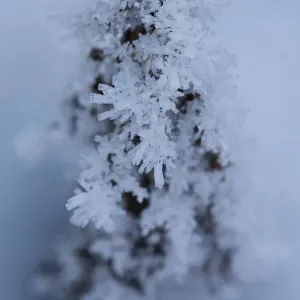 Ice Crystals in Nature Close up Ice Crystals in Nature Close up