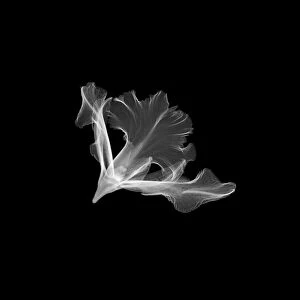 Ice plant, X-ray