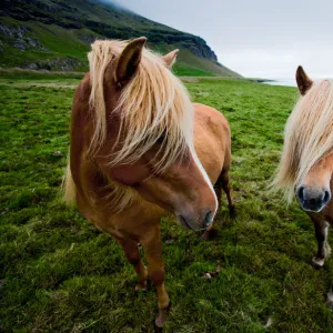 Iceland - Lon Valley: Eastfjord Ponies