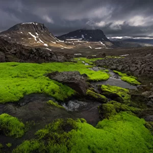 Iceland moss creek at West fjord