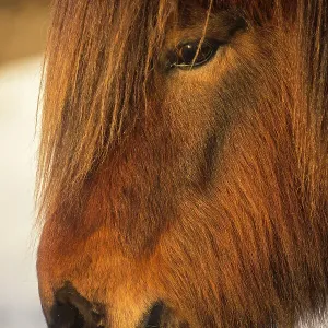 Icelandic horse at dawn Icelandic horse at dawn
