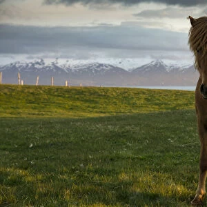 Icelandic horse, Husavik area, Norourland eystra region, or north-east region, Iceland, Europe