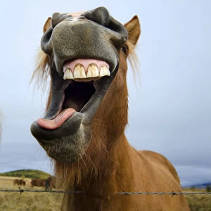 Icelandic Horse Making a Silly Face
