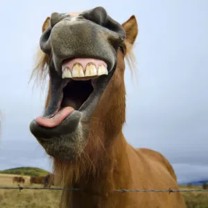 Cheval Islandais Faisant une Mine Ridicule. Cheval Islandais Faisant une Mine Ridicule.