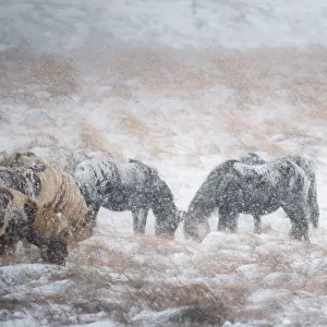 Icelandic horse on a snow field