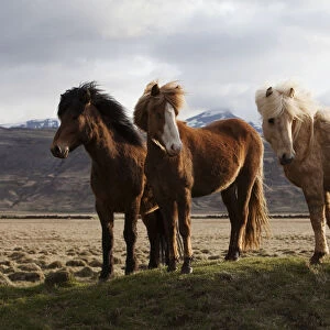 Icelandic horses, Bloendues, North Iceland, Iceland, Europe