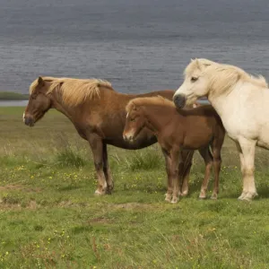 Icelandic horses (Equus scandinavicus)