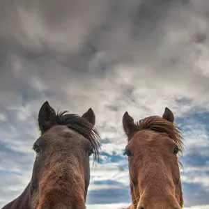 Icelandic horses looking at camera