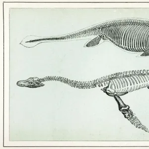 Ichthyosaurus and Plesiosaurus