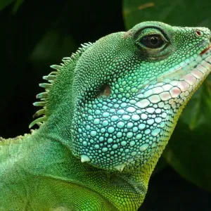 Iguana at Kew gardens Iguana at Kew gardens