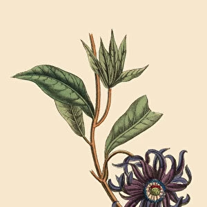 Illicium or Star Anise Plant, Victorian Botanical Illustration