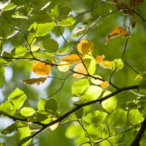 Illuminated Beech (Fagus) leaves on a branch, Wohldorf Forest, Hamburg, Germany, Europe Illuminated Beech (Fagus) leaves on a branch, Wohldorf Forest, Hamburg, Germany, Europe