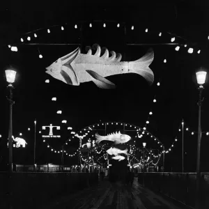 Illuminated Fish Illuminated Fish