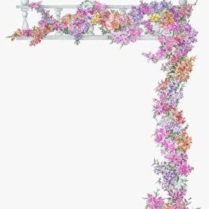 Illustration of abundance of multi colored Bougainvillea growing on trellis from white urn