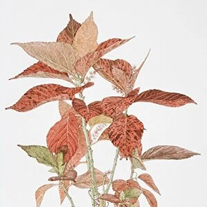 Illustration, Acalypha sp. red leaves of Acalypha plant