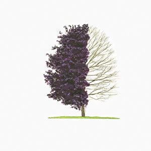 Illustration of Acer platanoides Crimson King (Norway Maple) showing shape of tree with and without leave