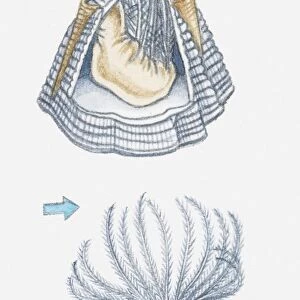 Illustration of acorn barnacle at low tide, keeping upper plates closed over feeding limbs, and covered by tide, with plates open and limbs spread out to feed