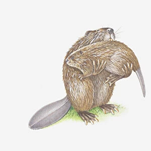 Illustration of adult beaver carrying young