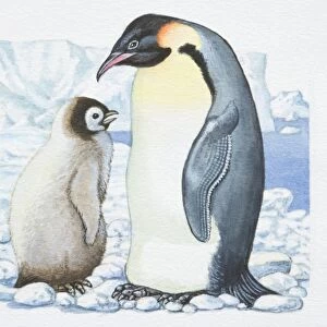 Illustration, adult Penguin (Sphenisciformes) standing opposite Chick on glacier, side view