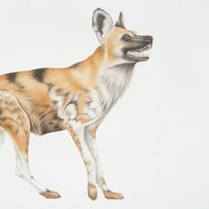 Illustration, African Wild Dog (lycaon pictus), side view