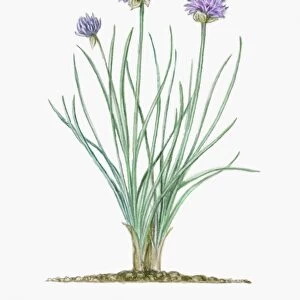 Illustration of Allium schoenoprasum (Chives), herbaceous perennial with pale purple flowers and lon