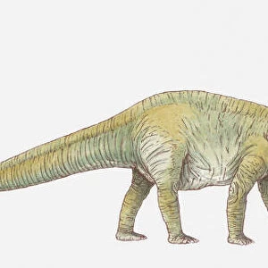 Illustration of Allosaurus