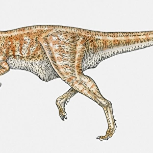 Illustration of Allosaurus theropod dinosaur