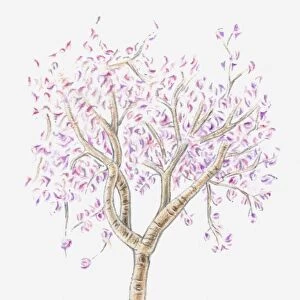 Illustration of almond tree in bloom
