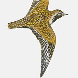 Illustration of an American golden plover (Pluvialis dominica) in flight