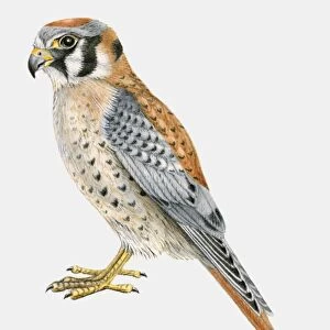 Illustration of an American kestrel (Falco sparverius), side view
