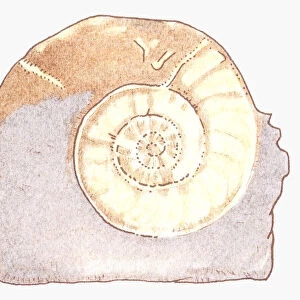 Illustration of Ammonite fossil