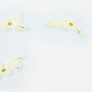 Illustration of how an amoeba moves, liquid cytoplasm flowing through pseudopods carrying organelles with it, amoeba sending out pseudopods in direction of motion