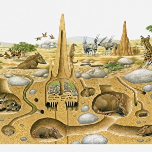 Illustration of animals living in desert above and and in burrows