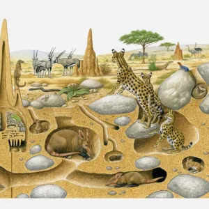 Illustration of animals living in desert above and and in burrows