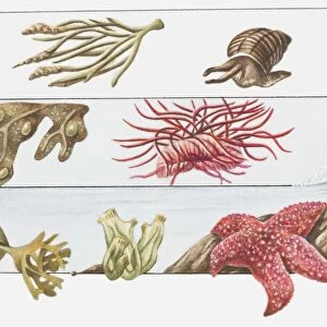 Illustration of animals living on the shore beneath beach surface, channelled wrack, rough periwinkle, acorn barnacle, bladder wrack, beadlet anemone, oarweed, sea squirt, scarlet starfish