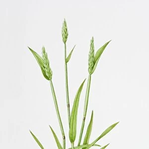 Illustration of Anthoxanthum Odoratum (Vanilla grass)