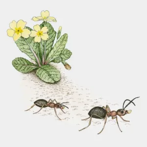 Ants carrying primrose seeds Print
