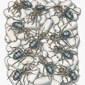 Illustration of ants on top of eggs Illustration of ants on top of eggs