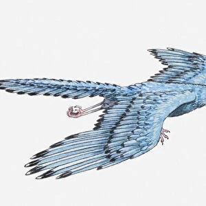 Illustration of an Archaeopteryx in flight, Jurassic period