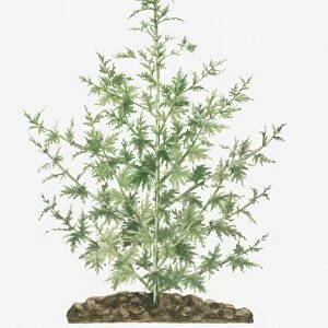 Illustration of Artemisia annua (Sweet Wormwood) bearing fern-like leaves on long stems