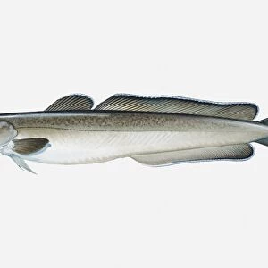 Illustration of Atlantic Common Ling (Molva molva) fish