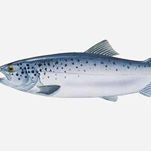 Illustration of Atlantic Salmon (Salmo salar)