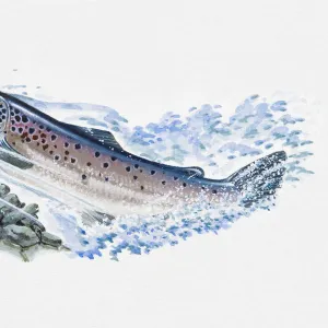 Illustration of Atlantic Salmon (Salmo salar), male fish swimming in ocean