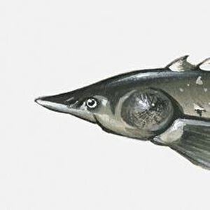 Illustration of Atlantic sturgeon (Acipenser oxyrinchus oxyrinchus)