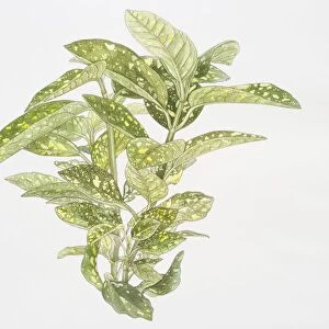 Illustration, Aucuba japonica Variegata, Spotted Laurel or Japanese Laurel, green yellow-spotted leaves