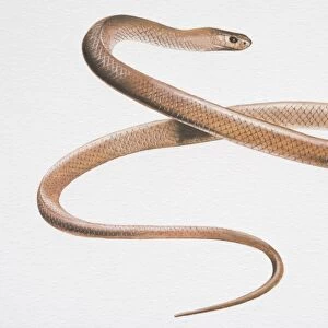 Illustration, Australian Brown Snake (pseudonaja) slithering, side view