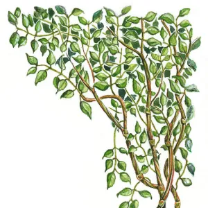 Illustration of Banisteriopsis caapi, a South American tropical rainforest vine used for Ayahuasca decoctions